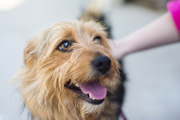 Dog in the animal shetler waiting to be adopted.