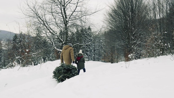 Rear view of grandfather and a small girl getting a Christmas tree in forest. Winter day.