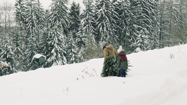 Grandfather and a small girl getting a Christmas tree in forest. Winter day.