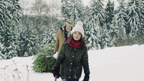 Senior grandfather and a small girl getting a Christmas tree in forest. Winter day.