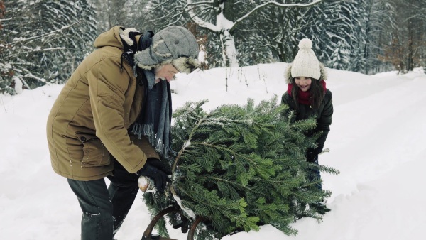 Grandfather and a small girl getting a Christmas tree in forest. Winter day.