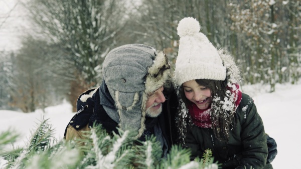 Grandfather and a small girl getting a Christmas tree in forest. Winter day.