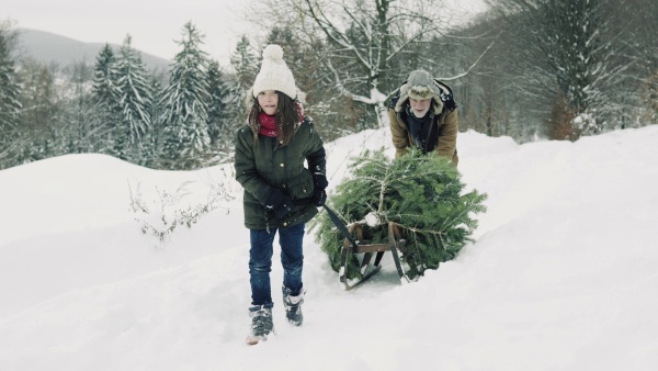 Senior grandfather and a small girl getting a Christmas tree in forest. Winter day.