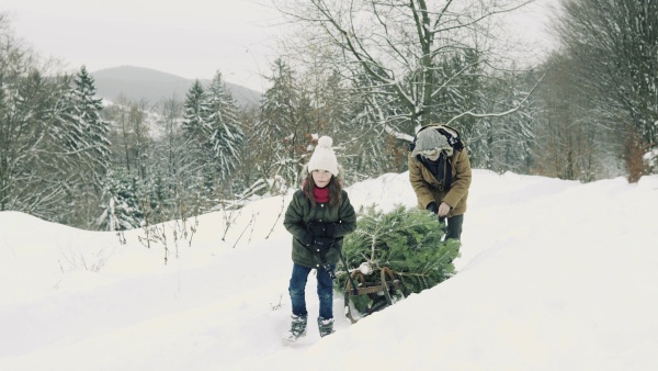 Senior grandfather and a small girl getting a Christmas tree in forest. Winter day.