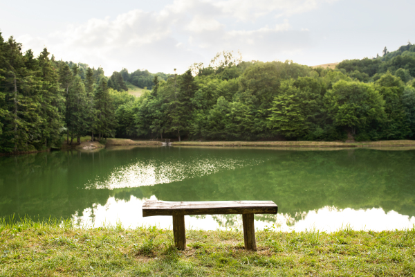 Beautiful lake with green lotus leafs and grass. Summer nature.