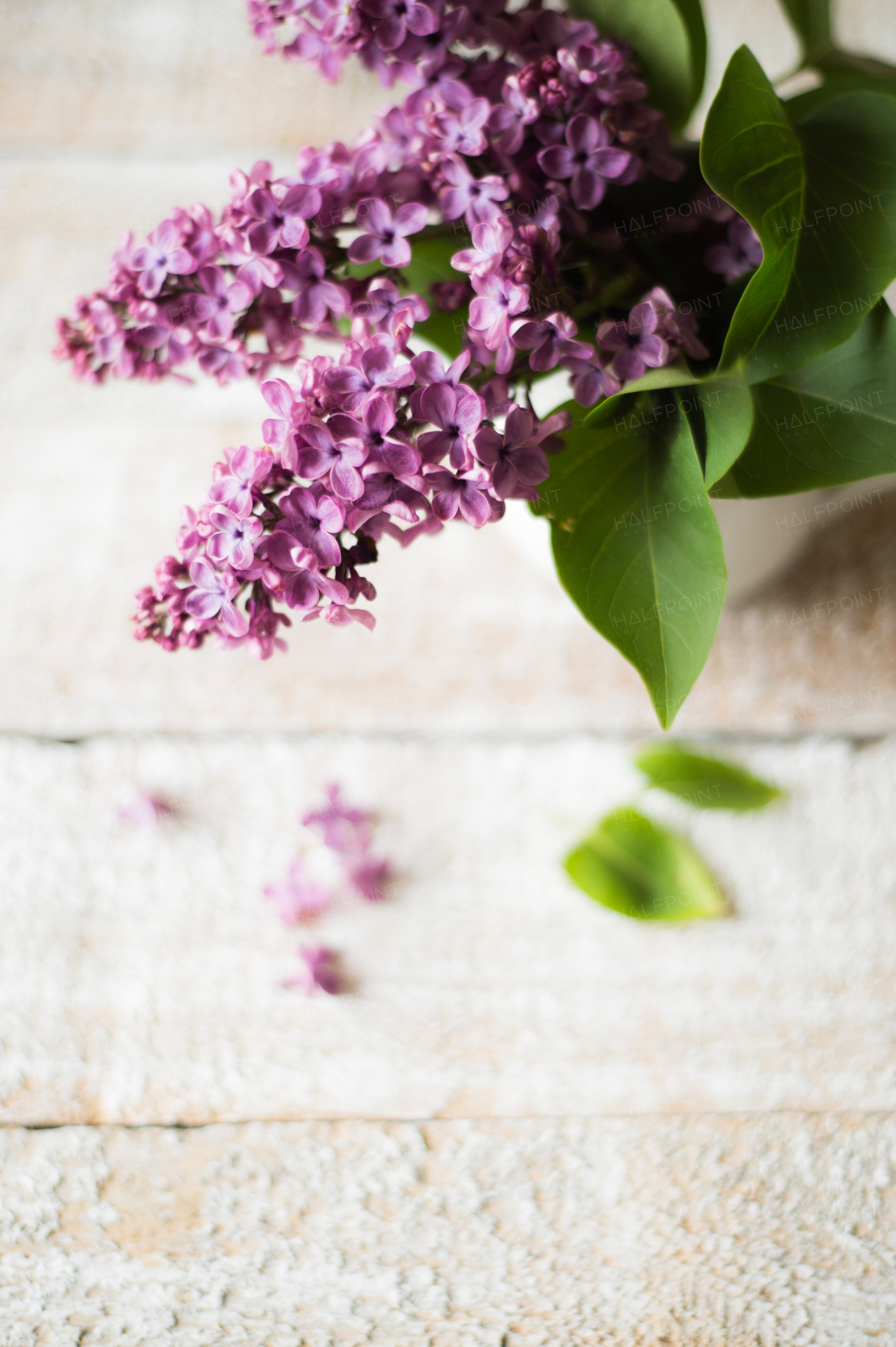 Beautiful lilac bouquet in vase laid on table. Studio shot on white wooden background. Copy space.