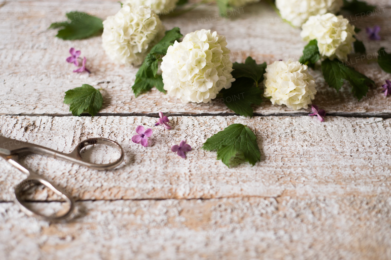 Beautiful lilac and scissors laid on table, flowers and leaves. Studio shot on white wooden background. Copy space.