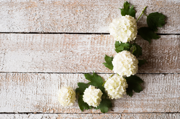 Beautiful lilac laid on table, flowers and leaves. Studio shot on white wooden background. Copy space.