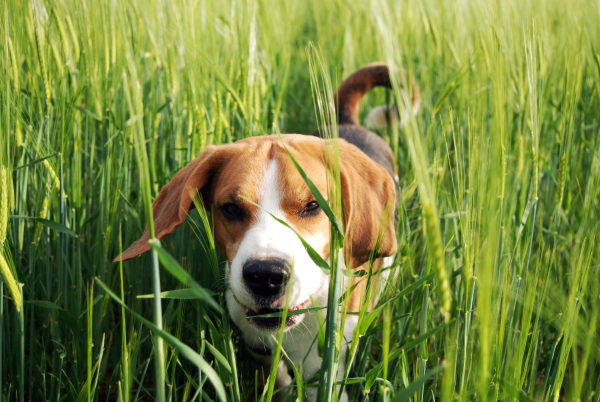 Cute animals in nature.