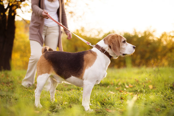 Couple with dog in autumn nature.