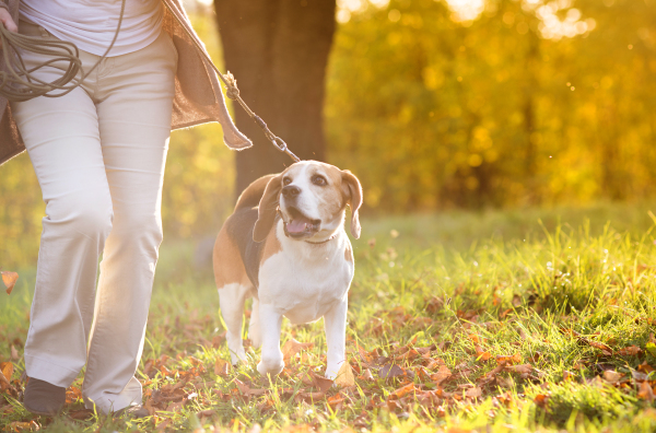 Couple with dog in autumn nature.