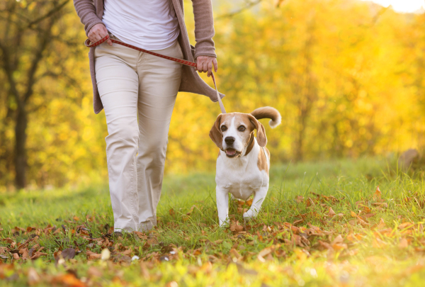 Couple with dog in autumn nature.