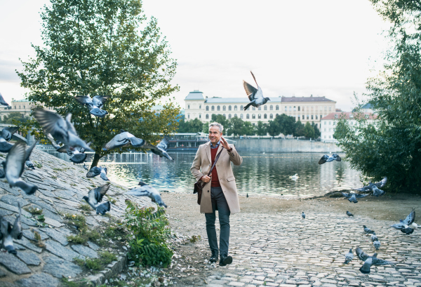 Mature handsome businessman walking by river Vltava in city of Prague, dispersing a flock of pigeons.Copy space.