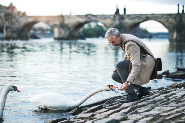 Mature handsome businessman standing by river Vltava in city of Prague, feeding a swan. Copy space.