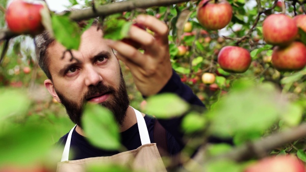 A mature man checking apples in orchard in autumn, making notes.