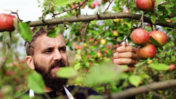 A close-up of a mature man picking apples in orchard in autumn.