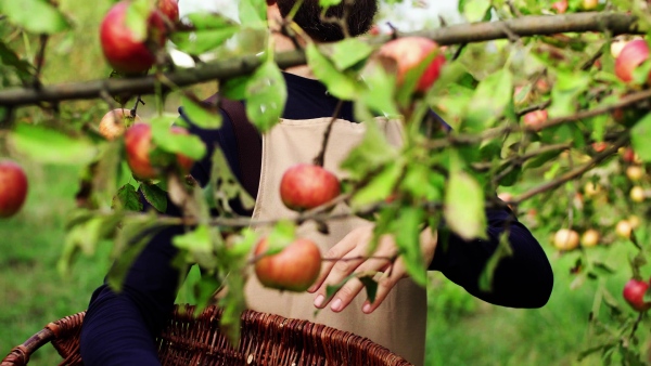 A mature man with basket picking apples in orchard in autumn.