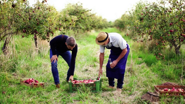 A senior man with adult son carrying apples in orchard in autumn, drinking cider.