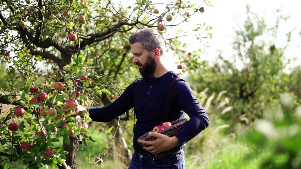 A mature man with basket picking apples in orchard in autumn. Slow motion.