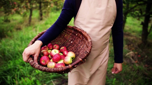 A happy mature man walking in orchard in autumn, carrying a basket full of apples. Slow motion.