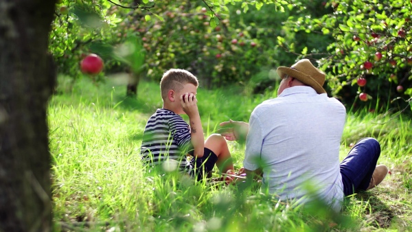 A rear view of senior grandfather with grandson sitting on grass in orchard, talking.