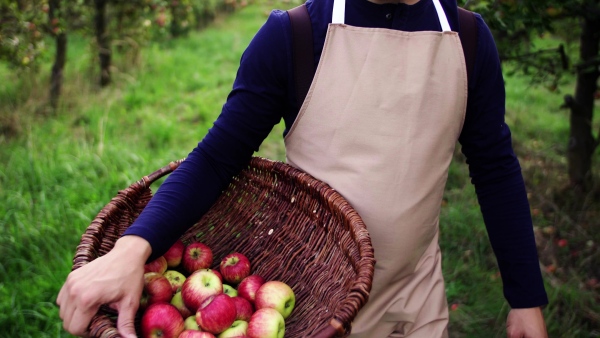 A happy mature man walking in orchard in autumn, carrying a basket full of apples.