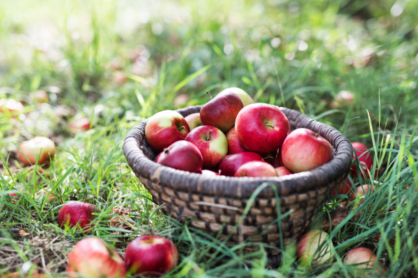 Red apples in wicker basket on the ground in orchard.