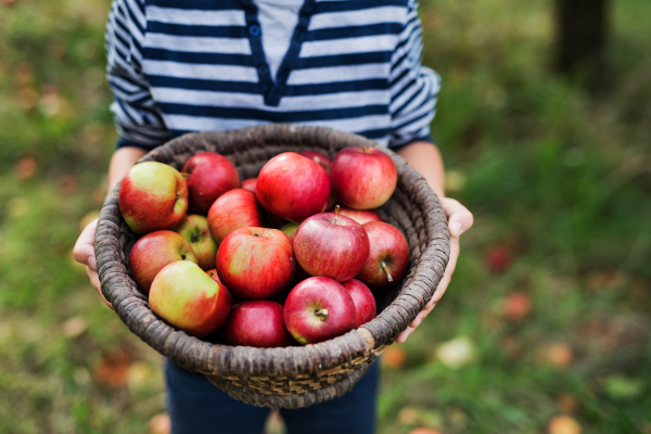 An unrecognizable small boy holding a basket full of apples in orchard. Copy space.