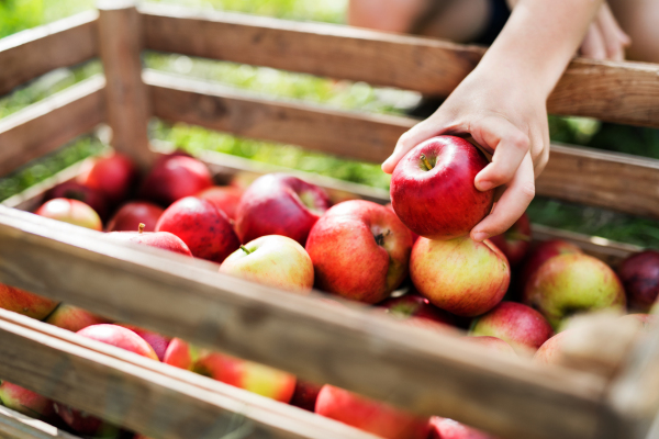 A close-up of a child's hand putting an apple in a wooden box in orchard.