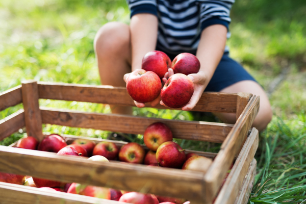 An unrecognizable small boy putting apples in a wooden box in orchard.