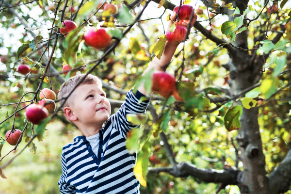 A small boy in striped T-shirt picking apples in orchard.