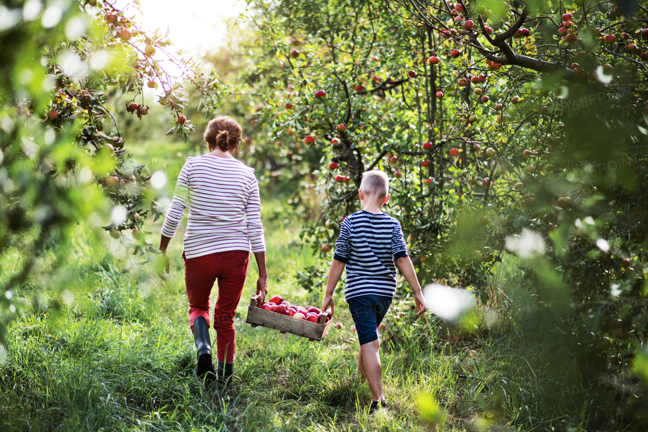 A rear view of senior grandmother with grandson carrying wooden box with apples in orchard.