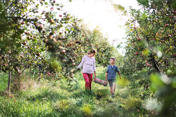 A senior grandmother with grandson carrying wooden box with apples in orchard.