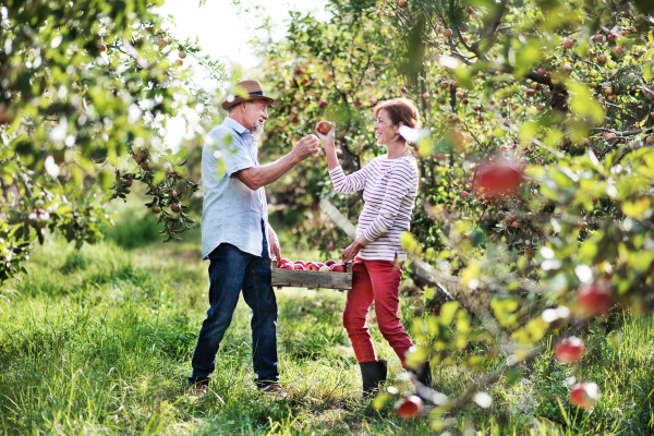 A laughing senior couple carrying a wooden box full of apples in orchard in autumn.