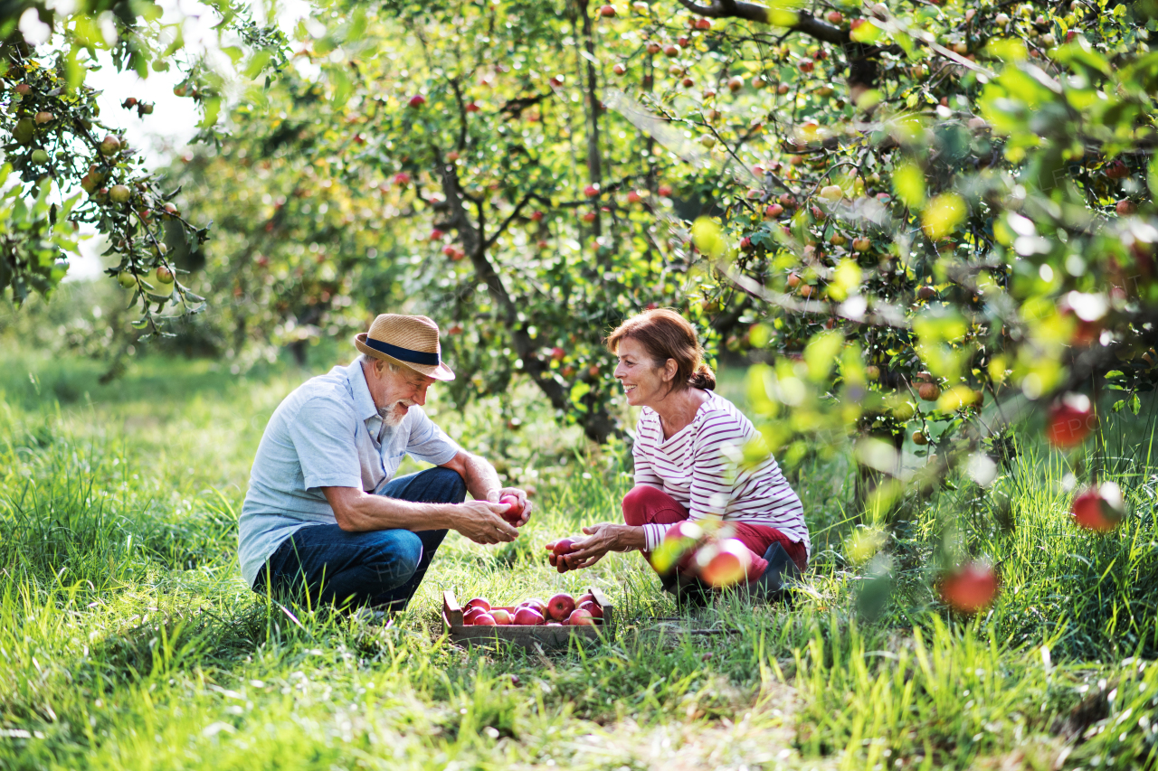 A happy senior couple picking apples in orchard in autumn.