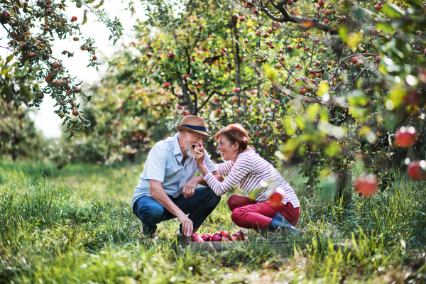 A happy senior couple picking apples in orchard in autumn, having fun.