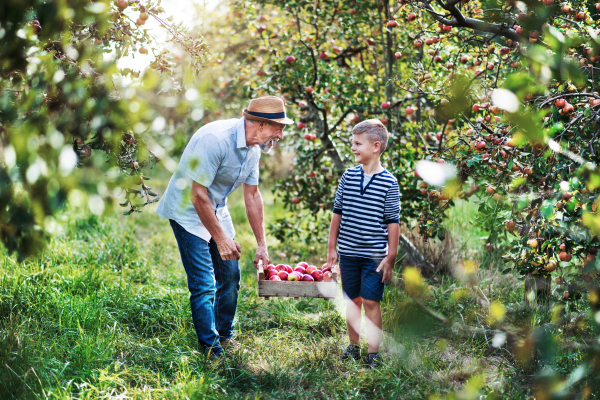 A senior grandfather with grandson carrying wooden box with apples in orchard.