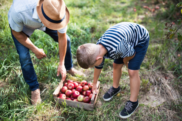 A senior man with small grandson picking apples in orchard in autumn.