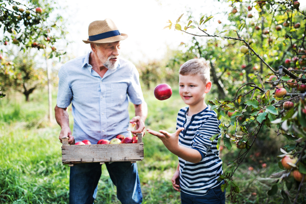 A senior man with small grandson picking apples in orchard in autumn.