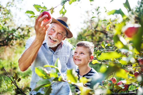 A senior man with small grandson picking apples in orchard in autumn.