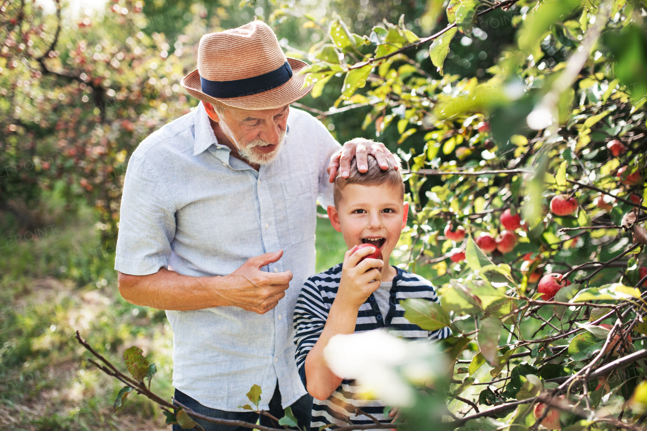 A senior man with small grandson picking apples in orchard in autumn.