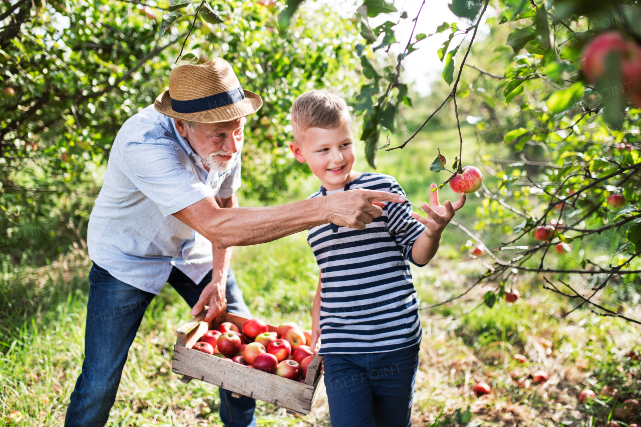 A senior man with small grandson picking apples in orchard in autumn.