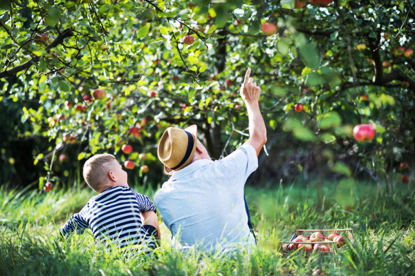 A rear view of senior grandfather with grandson sitting on grass in orchard, talking.