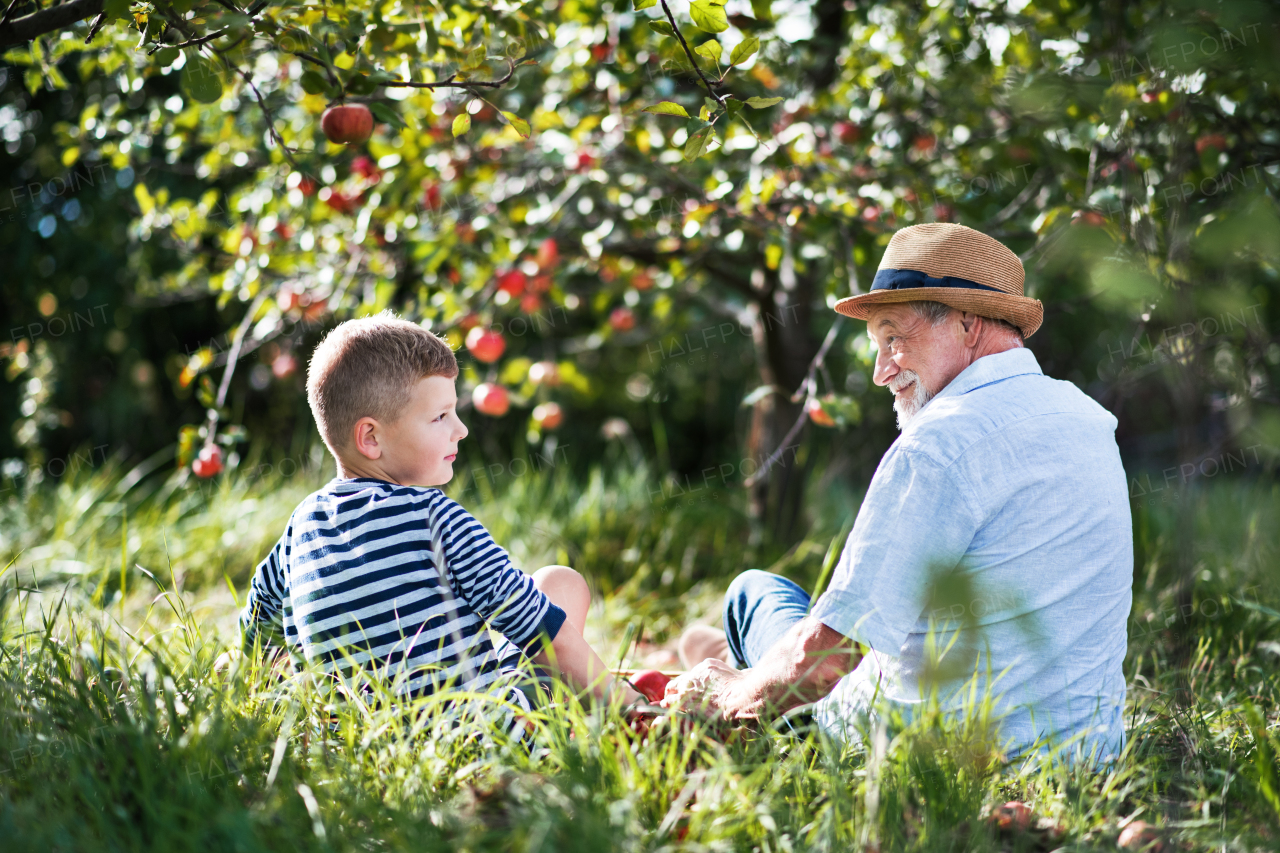 A rear view of senior grandfather with grandson sitting on grass in orchard, looking at each other.