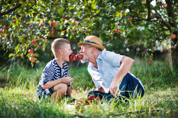 A senior man with small grandson having fun when picking apples in orchard in autumn.