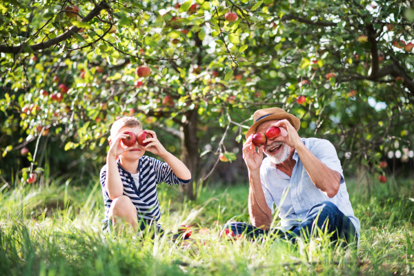 A senior man with small grandson having fun when picking apples in orchard in autumn.