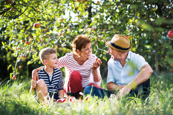 A senior couple with small grandson in apple orchard sitting on grass, eating apples.