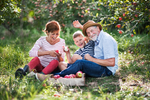 A senior couple with small grandson in apple orchard sitting on grass, eating apples.