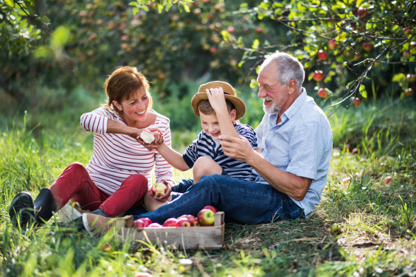 A senior couple with small grandson in apple orchard sitting on grass, eating apples.