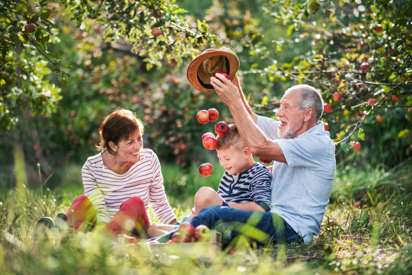 A senior couple with small grandson in apple orchard sitting on grass, having fun.